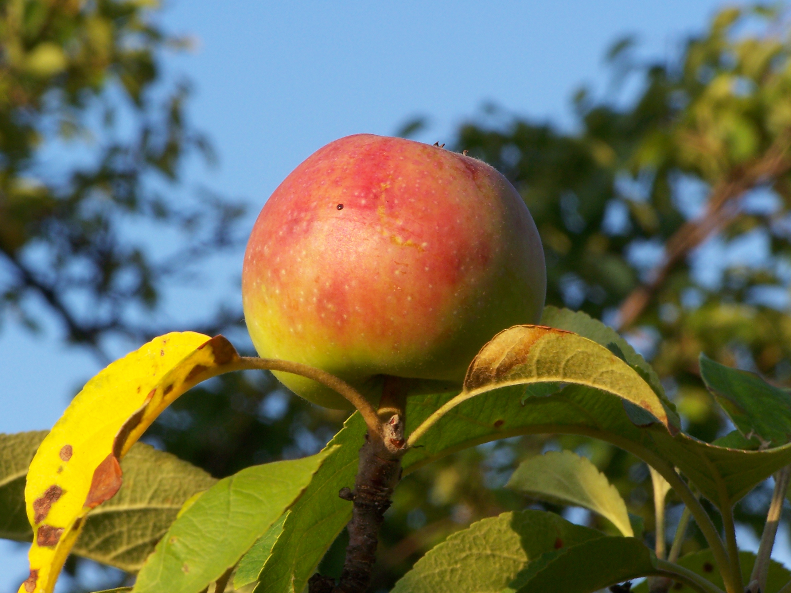 Jabłko naturalnie dla zdrowia